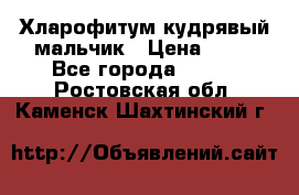 Хларофитум кудрявый мальчик › Цена ­ 30 - Все города  »    . Ростовская обл.,Каменск-Шахтинский г.